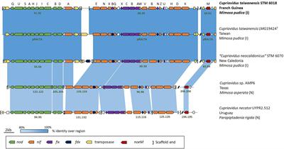 Discovery of a novel filamentous prophage in the genome of the Mimosa pudica microsymbiont Cupriavidus taiwanensis STM 6018